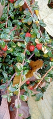 Cotoneaster × suecicus