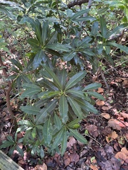 Sideroxylon foetidissimum