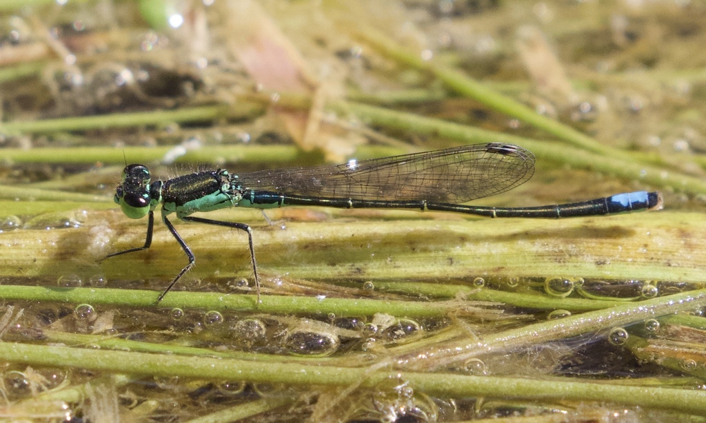 Black-fronted Forktail