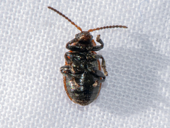 Galeruca rufa