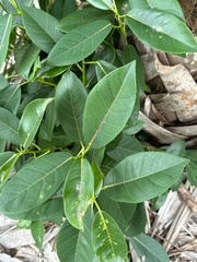Ficus aurea