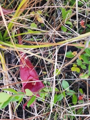 Sarracenia