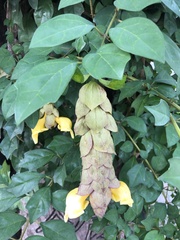 Gmelina