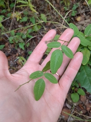 Desmodium tweedyi