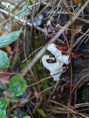 Heterobasidion annosum