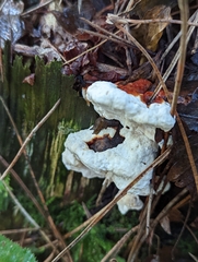 Heterobasidion annosum