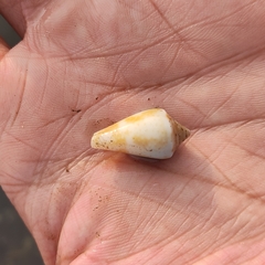 Conus hyaena