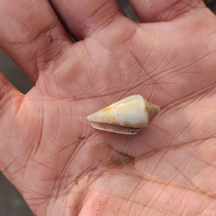 Conus hyaena