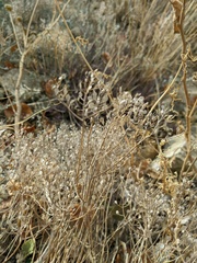 Odontarrhena obtusifolia