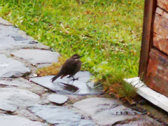 Cinclodes patagonicus