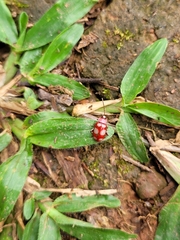 Omophoita sexnotata