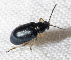 Lysathia ludoviciana