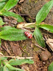 Omophoita sexnotata