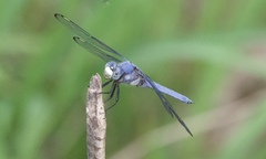 Libellula comanche