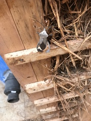 Acanthocephala alata