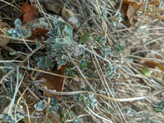 Odontarrhena obtusifolia