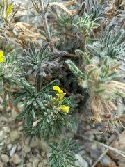 Ajuga mollis