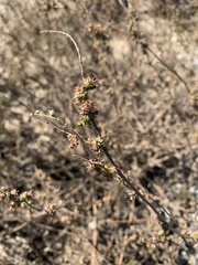 Eriogonum elongatum