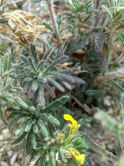 Ajuga mollis