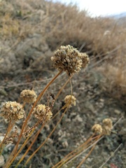 Allium marschalianum