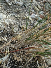 Allium marschalianum