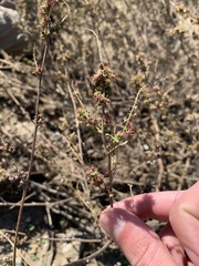 Eriogonum elongatum