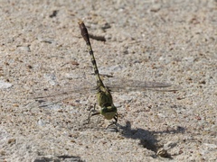 Arigomphus submedianus