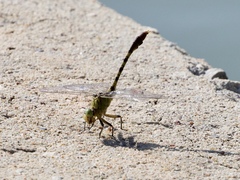 Arigomphus submedianus