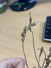 Linaria repens