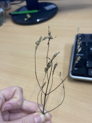 Linaria repens