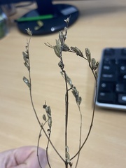 Linaria repens