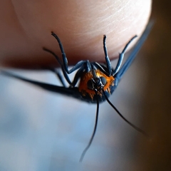 Calodesma quadrimaculata