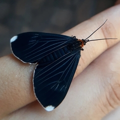 Calodesma quadrimaculata