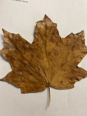 Acer platanoides
