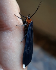 Calodesma quadrimaculata