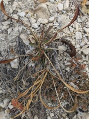 Cephalaria coriacea