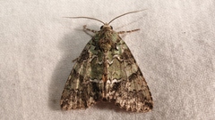 Polyphaenis sericata