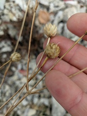 Cephalaria coriacea
