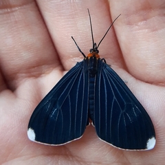 Calodesma quadrimaculata