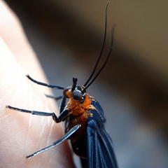 Calodesma quadrimaculata