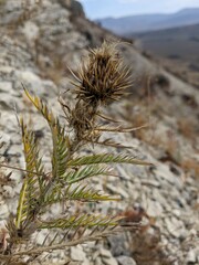 Ptilostemon echinocephalus