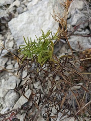 Salvia scabiosifolia