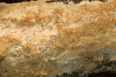 Rigidoporus corticola