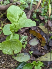 Nicotiana repanda