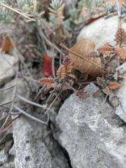 Scutellaria orientalis