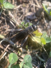 Gryllus pennsylvanicus