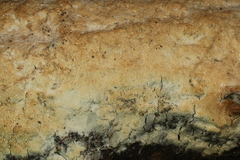Rigidoporus corticola