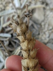 Sideritis catillaris