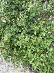 Acer glabrum