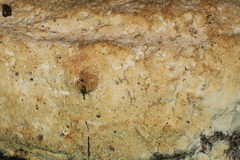 Rigidoporus corticola